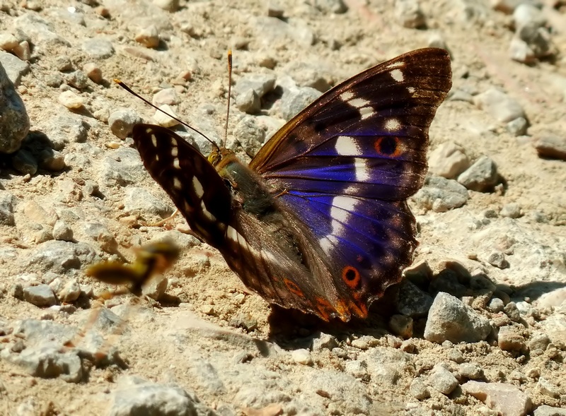 Una rarit????? Apatura ilia (f. ilia)